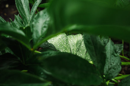 Dark abstract backdrop with green peony leaves after rain. Wet green peony leaves on bush against dark blurの写真素材