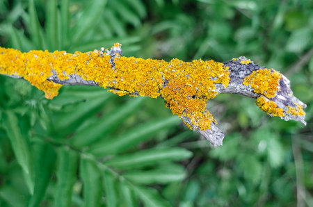 Bright yellow lichen, Xanthoria parietina, on textured tree bark. High contrast, natural details. Defocused backgroundの写真素材