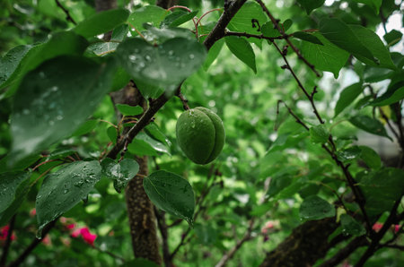 Green apricot with water drops growing on tree with visible bark and leaves. Apricot tree after rainの写真素材