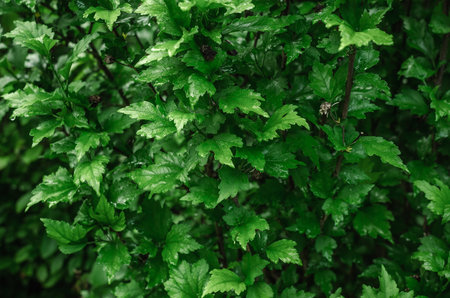 Shiny green leaves after rain on blurred nature background. Natural touch to any project. Rainy leavesの写真素材