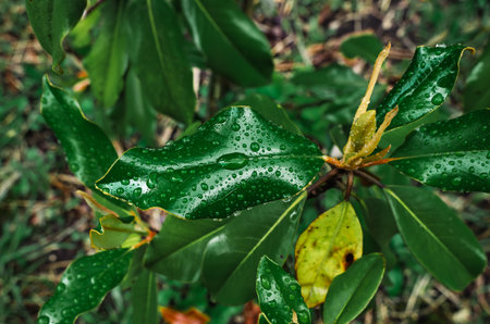 Pistils of wilted magnolia flowers on bush with large green and yellowed leaves at end of flowering season.の写真素材