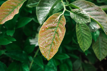 Large green and yellow leaves after flowering season with raindrops. Changing seasons nature conceptの写真素材