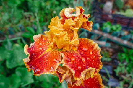 Yellow-red decorative iris flowers in flowerbed with water drops against background of other plants. Hybrid variety, bred by breedersの写真素材