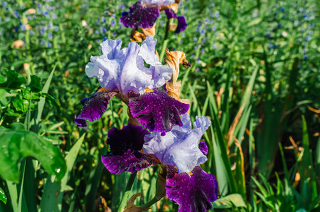 Purple-blue ornamental iris flowers in flowerbed with water drops against background of other plants. Hybrid varietyの写真素材