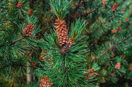 Brown pine cones on fluffy green pine branch in summer. Coniferous background. Idea for coniferous design, screensaverの写真素材
