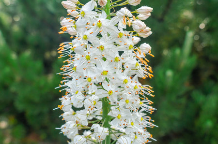 Eremurus himalaicus, with white flowers with yellow centers. Also known as Giant Desert Candle, defocused backgroundの写真素材