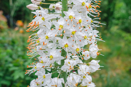 Eremurus himalaicus, with white flowers with yellow centers. Also known as Giant Desert Candle, defocused natural backgroundの写真素材