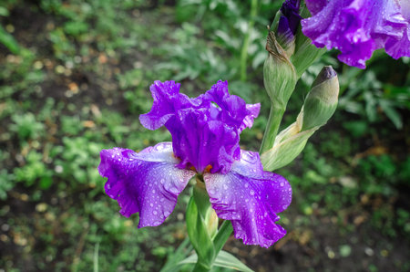 Light lilac iris flowers with unopened buds with raindrops. Side view. Blurred background of flower bed in natureの写真素材