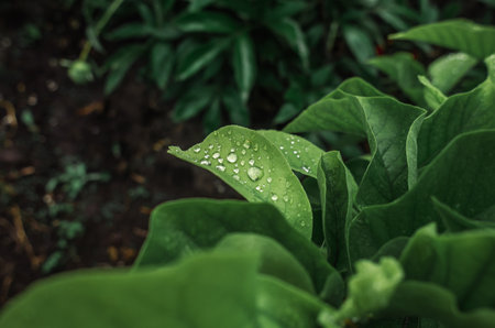 Raindrops on green leaves. Selective focus. Leafy rainy contentの写真素材