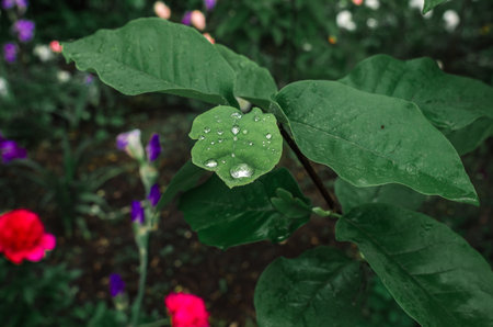 Shining raindrops on magnolia with large green leaves. Blurred color background of flower bed. Nature in rainの写真素材