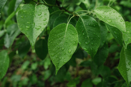 Rainy pear leaves with raindrops on dark blurred background. Rainy day, for website, for blog content, rainy weatherの写真素材