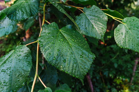 Wet linden leaves with raindrops on a dark blurred background. Rainy day, for website, for blog, for videoの写真素材