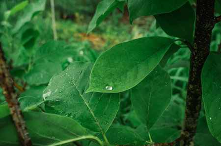 Large raindrop on green leaves. Blurred dark background. Leafy rain contentの写真素材