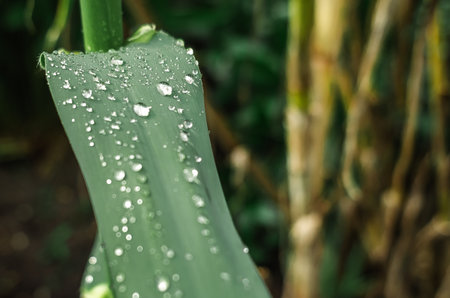 Macro Large shiny water drops on a fresh bright green long leaf. Natural blurred background. Rain conceptの写真素材