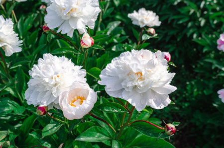Water drops on crisp, lush white peony flowers on blurred nature background. Yellow pistil center. Floral inspiration. Copy spaceの写真素材