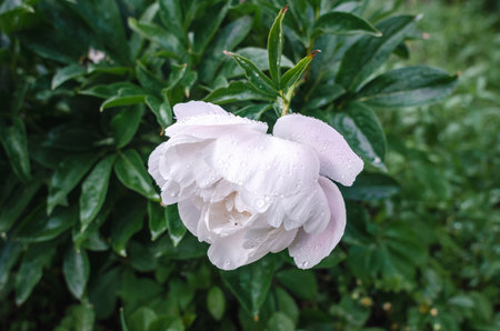 Lush rich white peony flowers on green bush after rain. Side view. Incredible flower screensaver. Advertising for sale of peoniesの写真素材