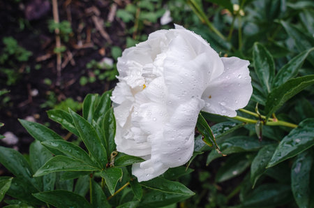 Lush rich white peony flowers on green bush after rain. Side view. Incredible flower screensaver. Advertising for sale of peoniesの写真素材