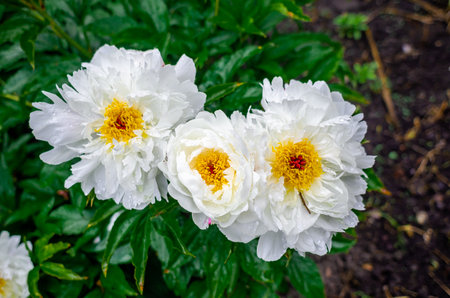 Water drops on crisp, lush white peony flowers on blurred nature background. Yellow pistil center. Floral inspirationの写真素材