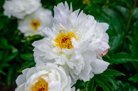 Water drops on crisp, lush white peony flowers on blurred nature background. Yellow pistil center. Floral inspirationの写真素材