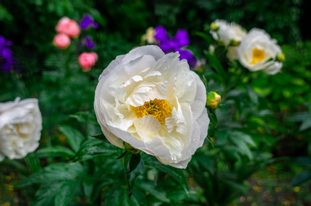 Raindrops on crisp, lush white peony flower against blurred background of colorful flowerbed. Yellow center of pistilの写真素材