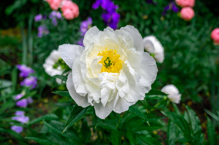 Raindrops on crisp, lush white peony flower against blurred background of colorful flowerbed. Yellow center of pistilの写真素材