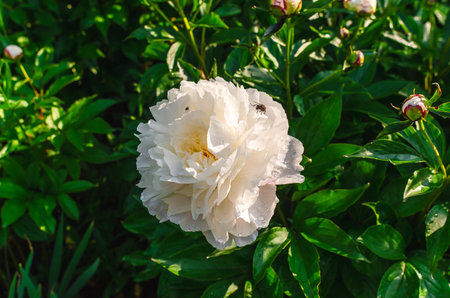 Blooming white peony on bush with green leaves, wet green leaves after rain. Insects inside flowerの写真素材