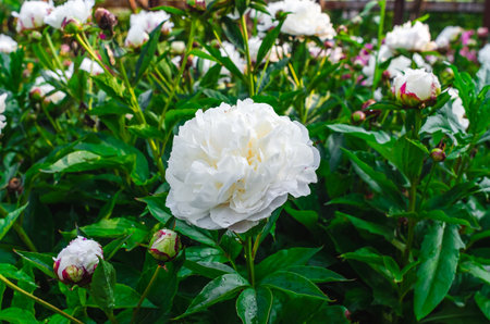Lush rich white peony flowers and buds on stem of green bush after rain. Side view. Incredible floral screensaverの写真素材