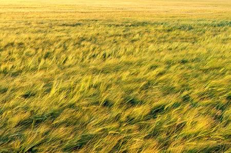 Wheat field with lush yellow-green spikelets in the wind. Abstract background of harvest of ripening grain cropsの写真素材
