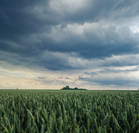 Windy cloudy dark sky over field of green young wheat. Green immature spikelets. Windy weather in...