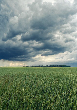 Cloudy dark sky over field of green young wheat. Green unripe spikelets. Storm in the field in summerの写真素材