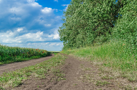 Field road in countryside with wheat field with colorful flowers. Winding dirt road under blue sky between field and planting of treesの写真素材