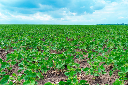 Perspective view of green soybean plants in field. Soybean sprouts on dry soil. Cloudy blue sky backgroundの写真素材