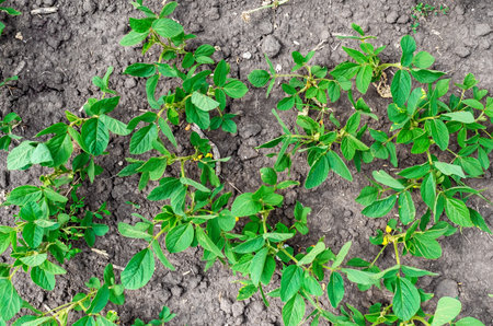 Top view of green soybean plants in field. Soybean sprouts on dry soil. Plants in field need irrigation, wateringの写真素材