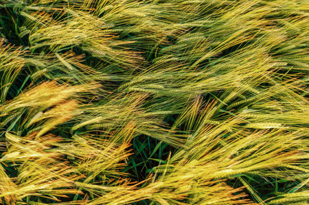 Golden abstract background for harvest. Long yellow stalks of rye bend in light summer breeze over field of grain cropsの写真素材