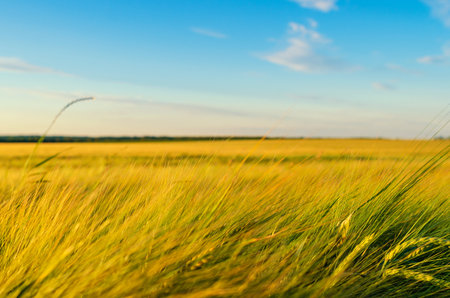 Yellow wheat and blue sky, like the flag of Ukraine. Natural landscape. Peace, atmosphere. Freedom of Ukraine. World without warの写真素材