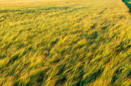 Long yellow wheat stalks sway as light summer breeze blows over field of grain crops. Golden abstract harvest background.の写真素材