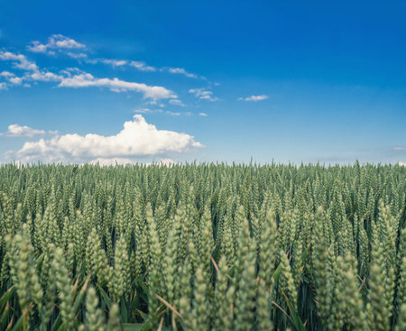 Green wheat field against blue sky with white clouds. Peaceful agricultural landscape. Selective focusの写真素材