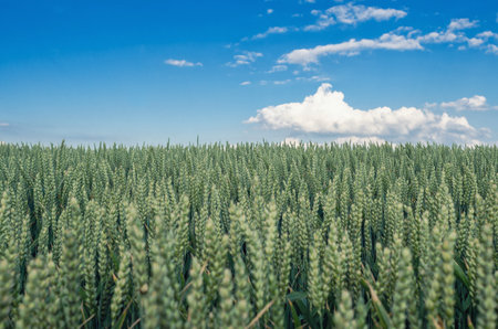 Green wheat field against blue sky with white clouds. Selective focus. Peaceful agricultural landscapeの写真素材
