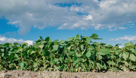 Green soybean sprouts on dry soil. Bottom view of green soybean plants under cloudy sky. Irrigation, watering conceptの写真素材
