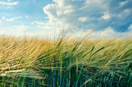 Wind in grain field lightly touches rye ears, tilting them against cloudy sky. Light summer soothing landscapeの写真素材