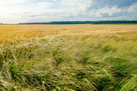 Strong wind in grain field sways rye ears, tilting them against cloudy sky. Summer cloudy grain landscapeの写真素材