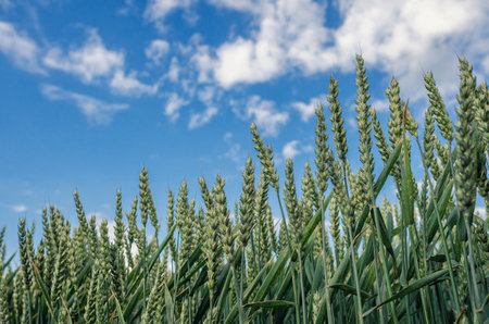 Green wheat ears close-up from below. Blue sky with white clouds through green wheat field. Summer harvest scenic conceptの写真素材