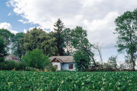 Cloudy landscape, abandoned hut. Small vintage hut under tiled roof and with broken windows in forest, cloudy summer dayの写真素材