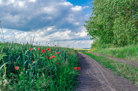 Dirt road in wheat field with colorful red poppies and blue cornflowers. Field road under cloudy sky between field and forestの写真素材