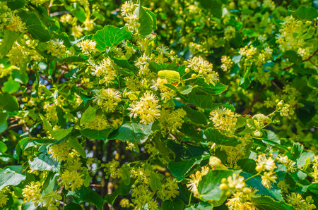 Blooming linden tree with fluffy blossom on blurred background. Making healing tea, summer aromatic backgroundの写真素材
