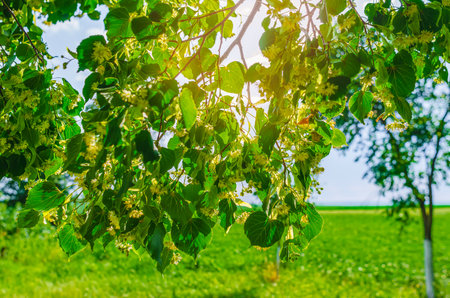 Sun rays through blooming linden tree with fluffy blossoms against blue sky. Summer aromatic backgroundの写真素材