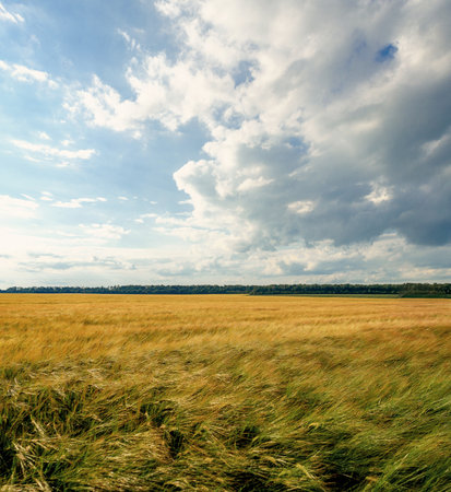 Windy cloudy sky over field of green yellow rye. Green yellow immature spikelets. Windy weather in the fieldの写真素材