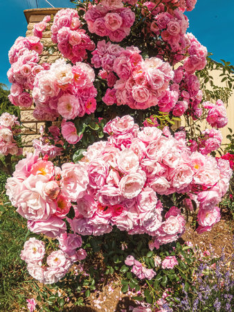 Light pink roses on large bush near fence. Lush cluster roses in full bloom. Secrets of growing and caring for rosesの写真素材