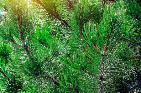 Coniferous background. Fragrant green pine shoots illuminated by sun. Design trends, eco-aesthetics...
