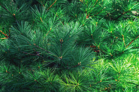Fragrant green fresh pine shoots illuminated by sunlight. Design trends, eco-aesthetics of...